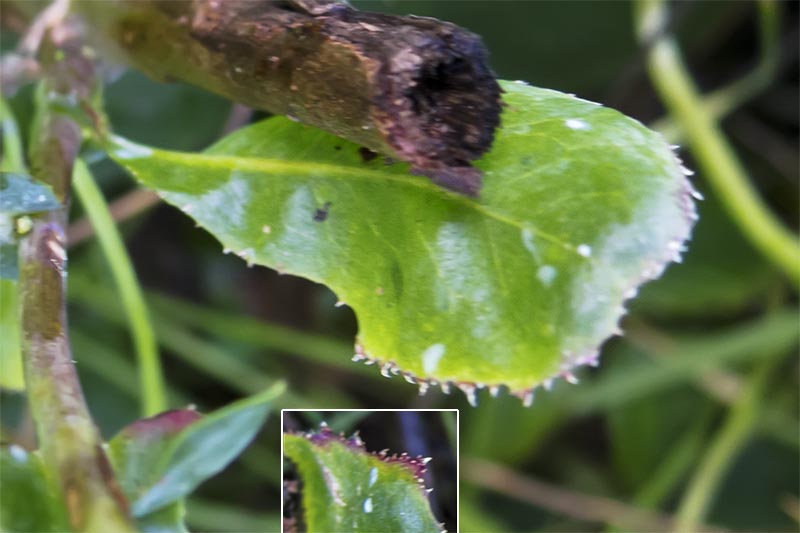 Lactuca serriola